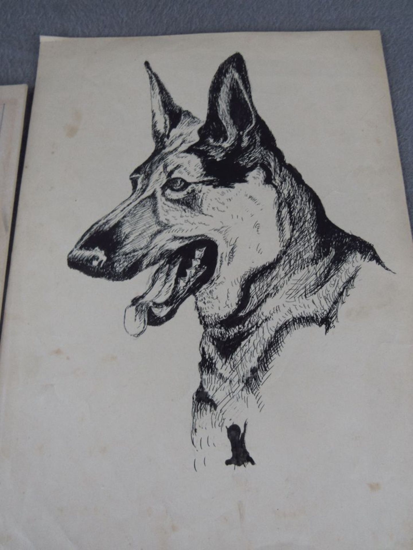 Konvolut: 3 Zeichnungen von Hunden u.a. Julius Klump 1873? 19./20 Jhdt. teilweise signiert - Image 5 of 5