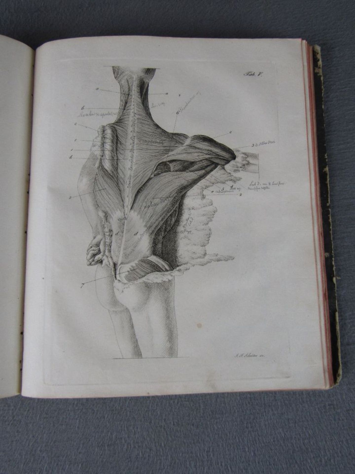 Antikes Buch die Anatomie des Menschen viele Abbildungen und Schautafeln interessant - Image 3 of 4