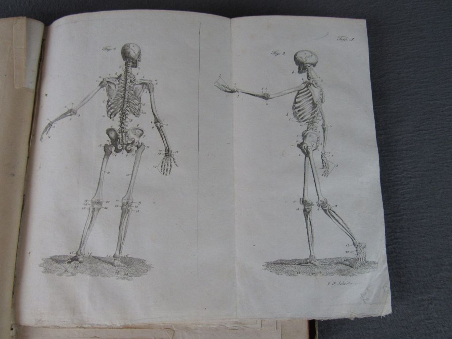 Antikes Buch die Anatomie des Menschen viele Abbildungen und Schautafeln interessant - Image 4 of 4