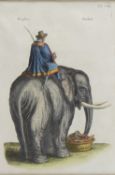 Merian, Matthäus. 1593 Basel - Langenschwalbach 1650Elephant. Radierung. 28 x 19 cm. Später