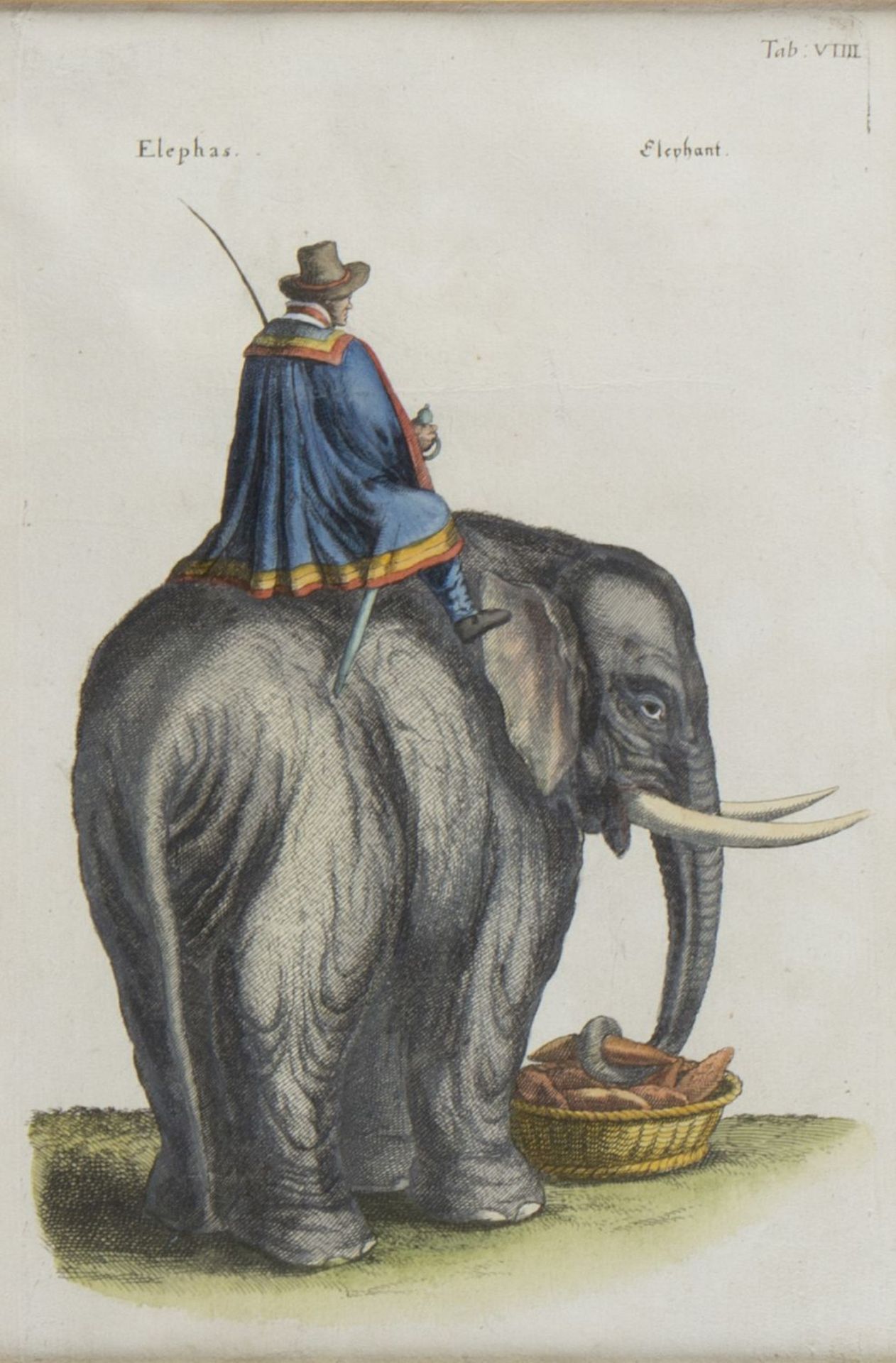 Merian, Matthäus. 1593 Basel - Langenschwalbach 1650Elephant. Radierung. 28 x 19 cm. Später