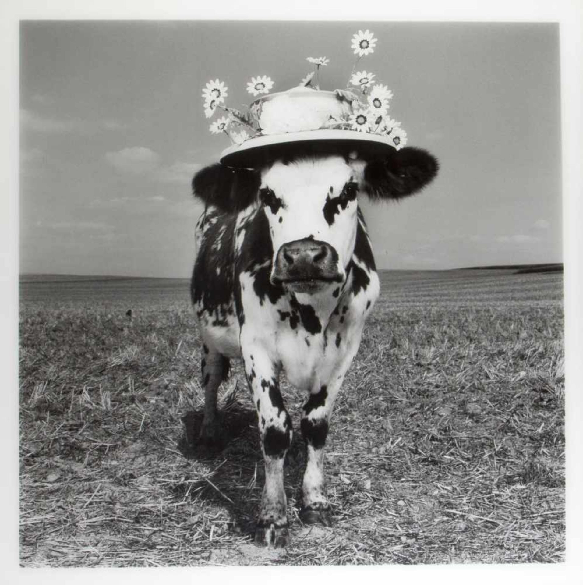 Mondino, Jean Baptiste. 1949 AubervilliersCrazy Cow. Schwarz-weiß Photographie hinter Plexiglas. 110