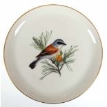 Meissen-Teller, polychrome Vogelmalerei auf Kiefernzweig, Goldrand, I. Wahl, Dm. 18 cm