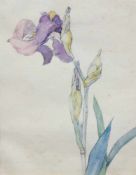 Beck, Franz "Iris", Aquarell/Papier, sign. u.r., 25,5x20 cm, im Passepartout hinter Glasund Rahmen