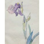 Beck, Franz "Iris", Aquarell/Papier, sign. u.r., 25,5x20 cm, im Passepartout hinter Glasund Rahmen