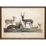 Bürde "Antilope cervicapra-Die Hirschziege", Litho., dat. 1830, Gebrauchspuren, 57x51 cm, hinter