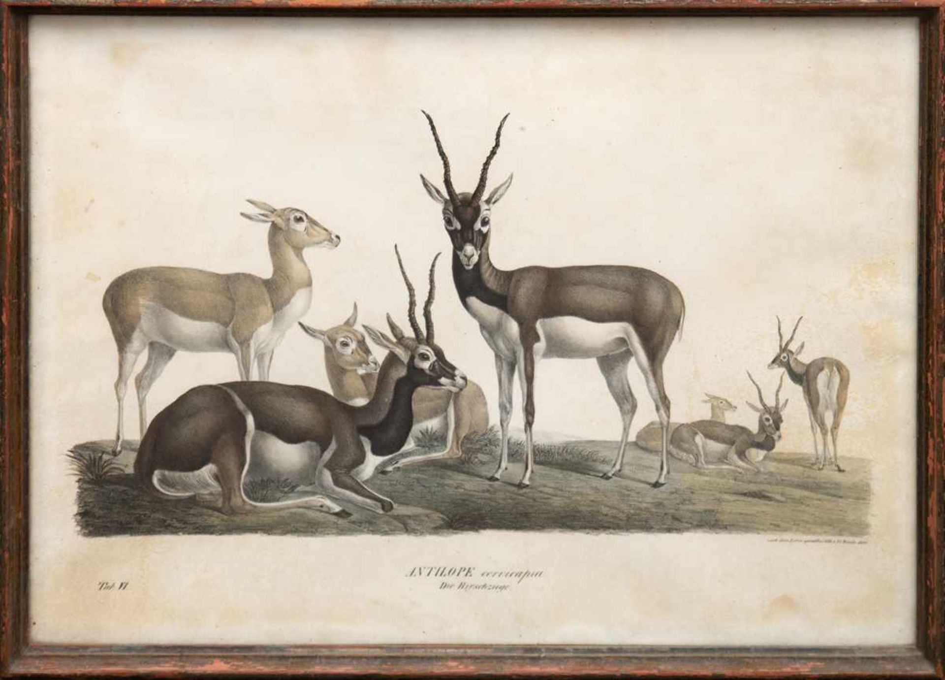 Bürde "Antilope cervicapra-Die Hirschziege", Litho., dat. 1830, Gebrauchspuren, 57x51 cm, hinter