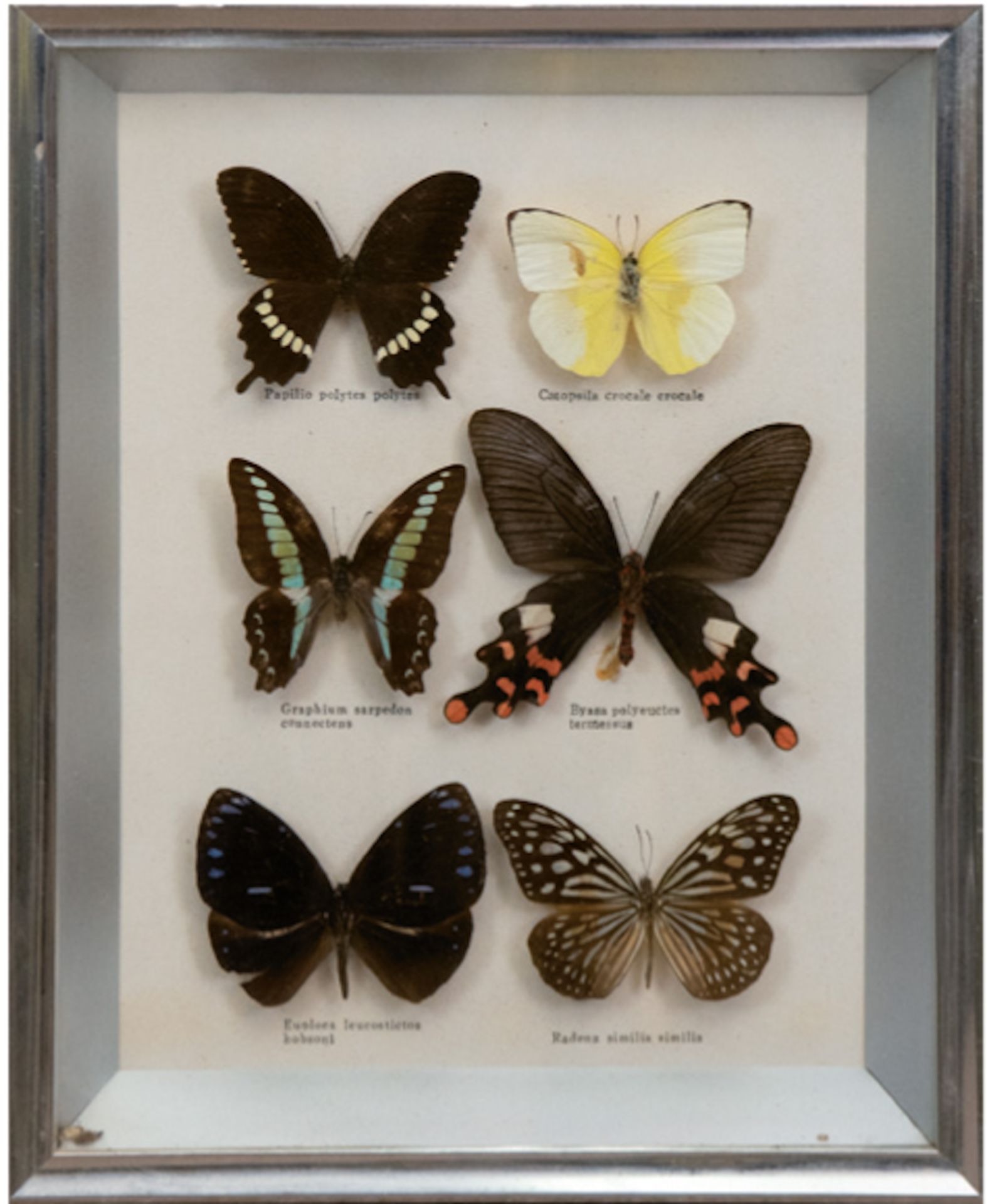 6 Schmetterlinge im Schaukasten, mit lateinischer Bezeichnung, 29,5x23 cm