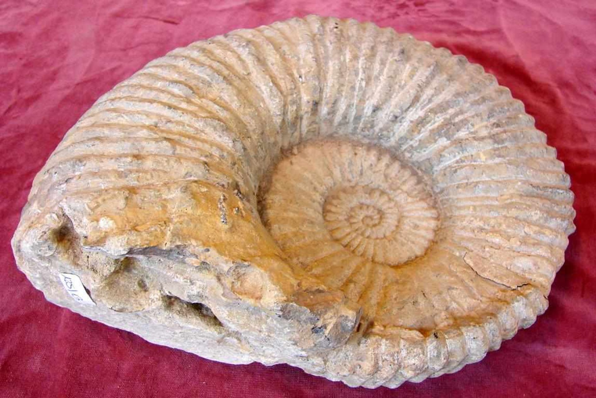 Fossile Versteinerung, Replika eines Ammonits, Dm. ca. 28 cm