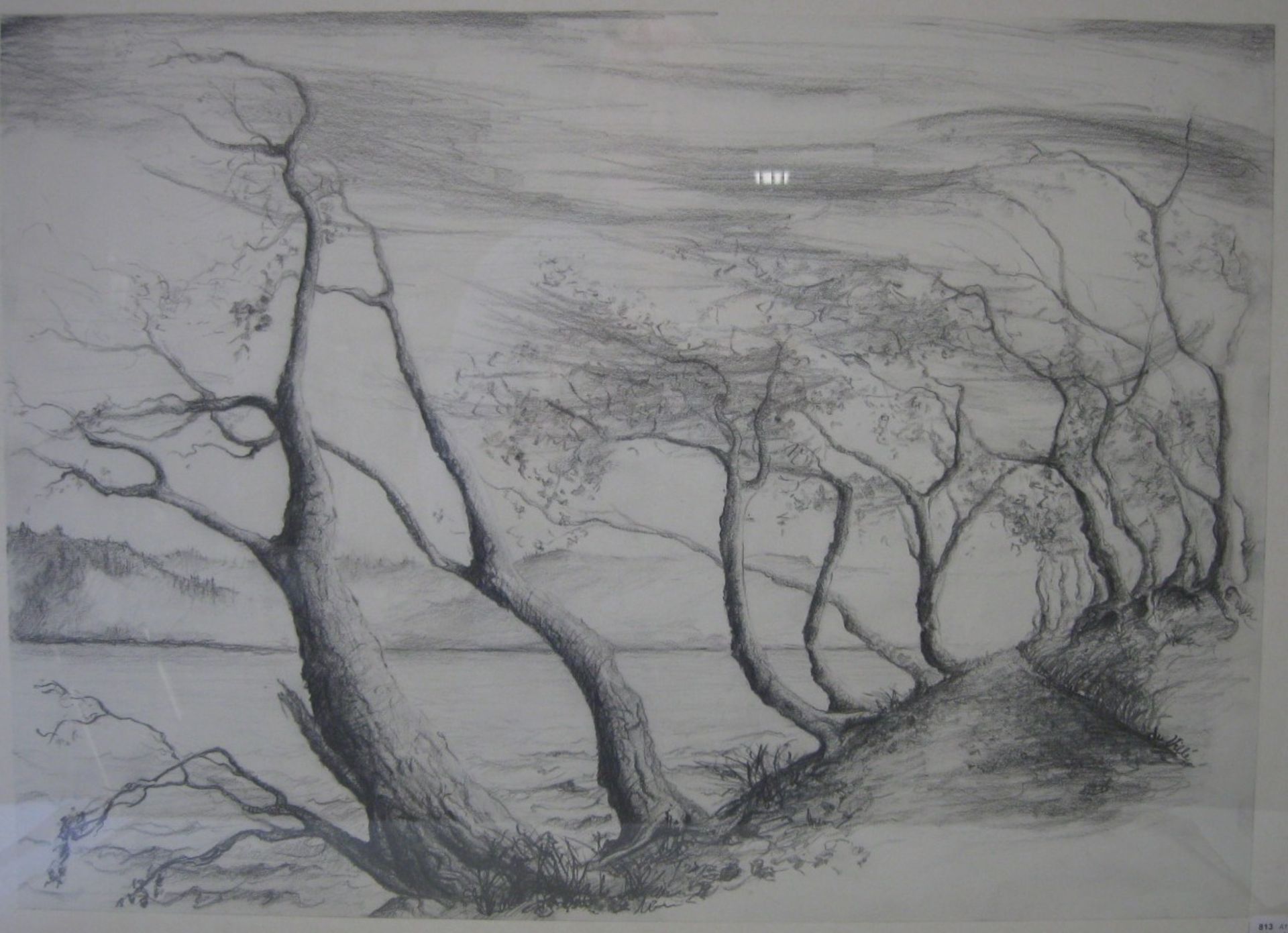 Hoffmann-du Ville, Birgit, "Knorrige Bäume asm See", re.u.sign., Kohlezeichnung, 42 x 58 cm, R.