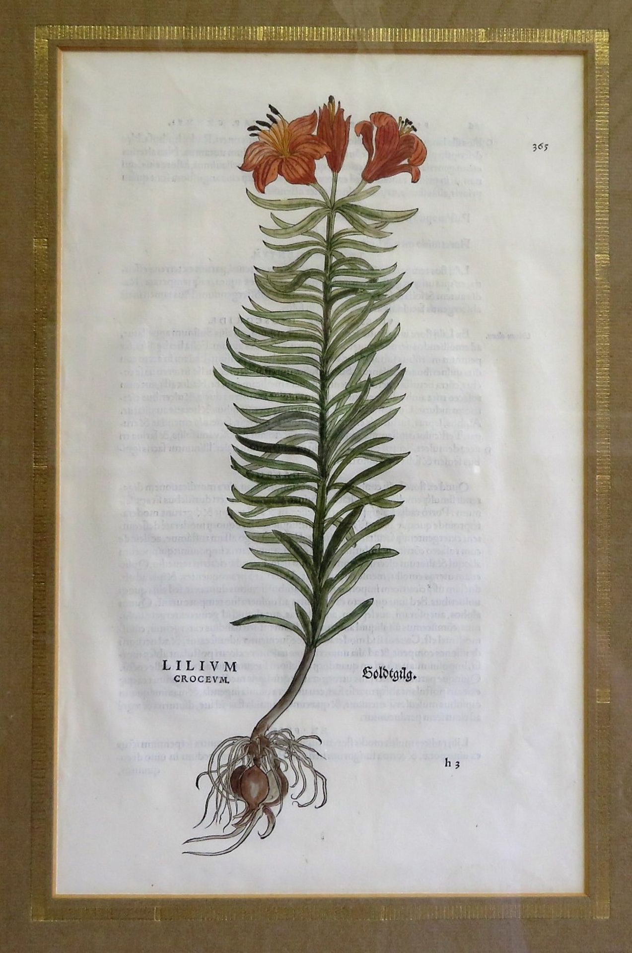 Fuchs, Leonhart, 1501 - 1566, Wemding - Tübingen, deutscher Mediziner und Botaniker,