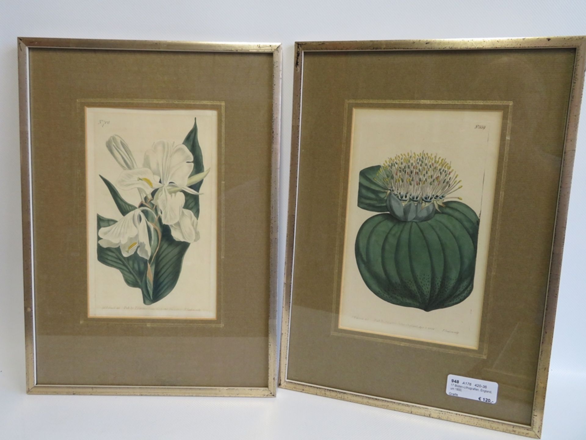 17 Blüten-Lithografien, England, um 1800, altcol., gestochen von F. Sonfom, hrsg. von William - Bild 2 aus 3