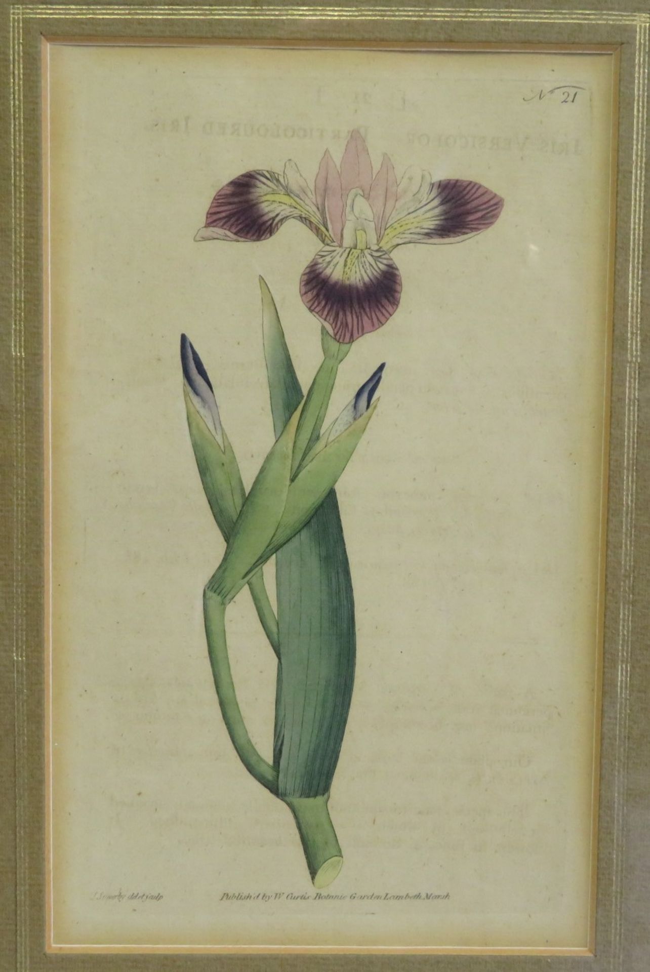 17 Blüten-Lithografien, England, um 1800, altcol., gestochen von F. Sonfom, hrsg. von William