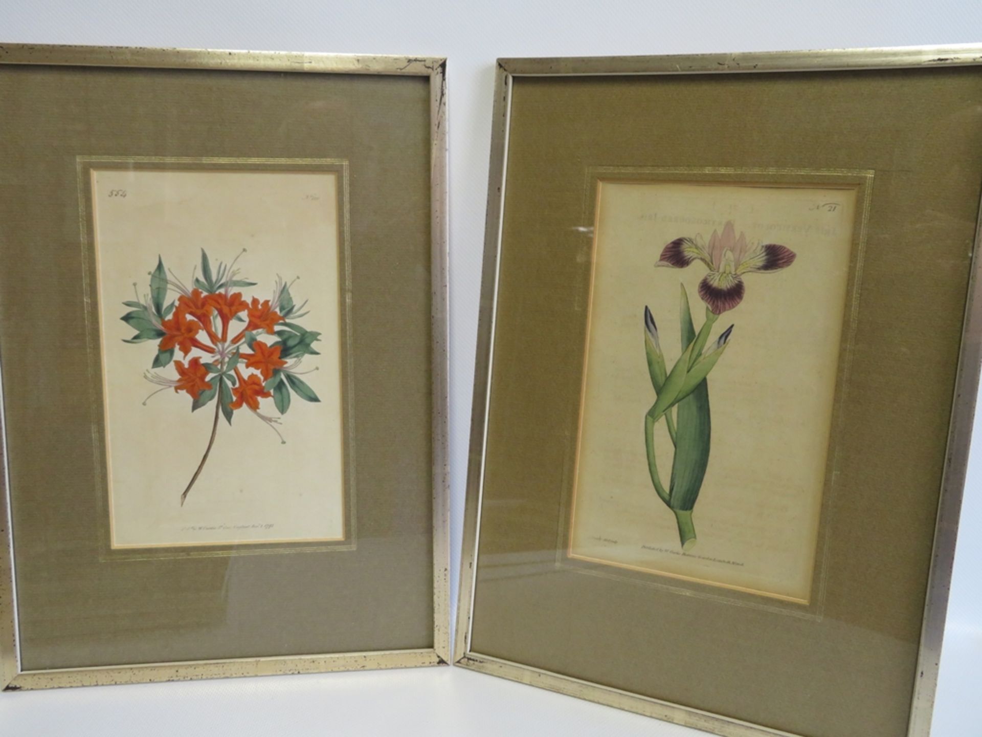 17 Blüten-Lithografien, England, um 1800, altcol., gestochen von F. Sonfom, hrsg. von William - Bild 3 aus 3