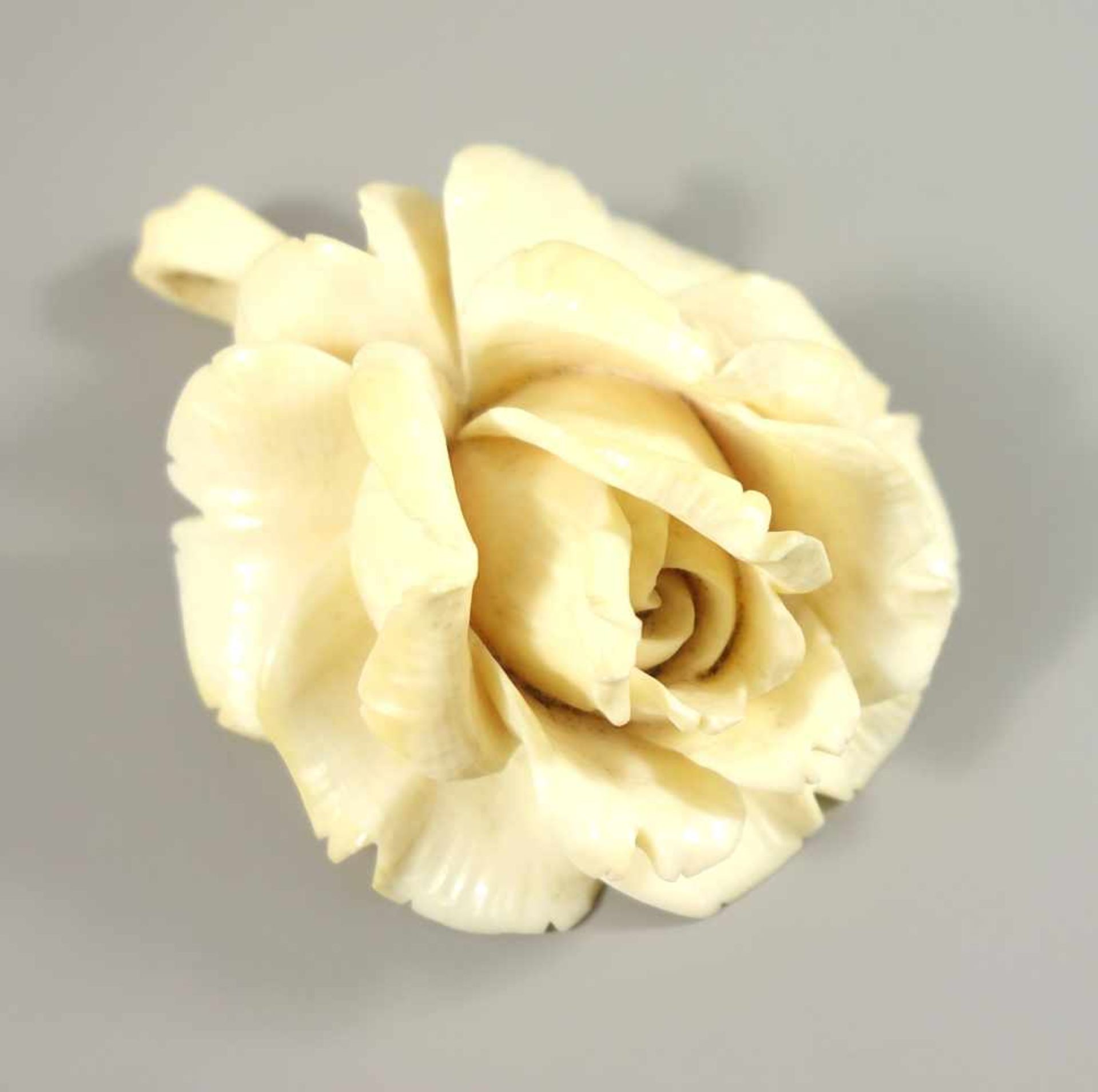 Erbacher Rose, Bein, um 1900, Gew.33,03g, große Rose mit bewegl.Öse, L.mit Öse ca.6,8cm, B.ca.5cm