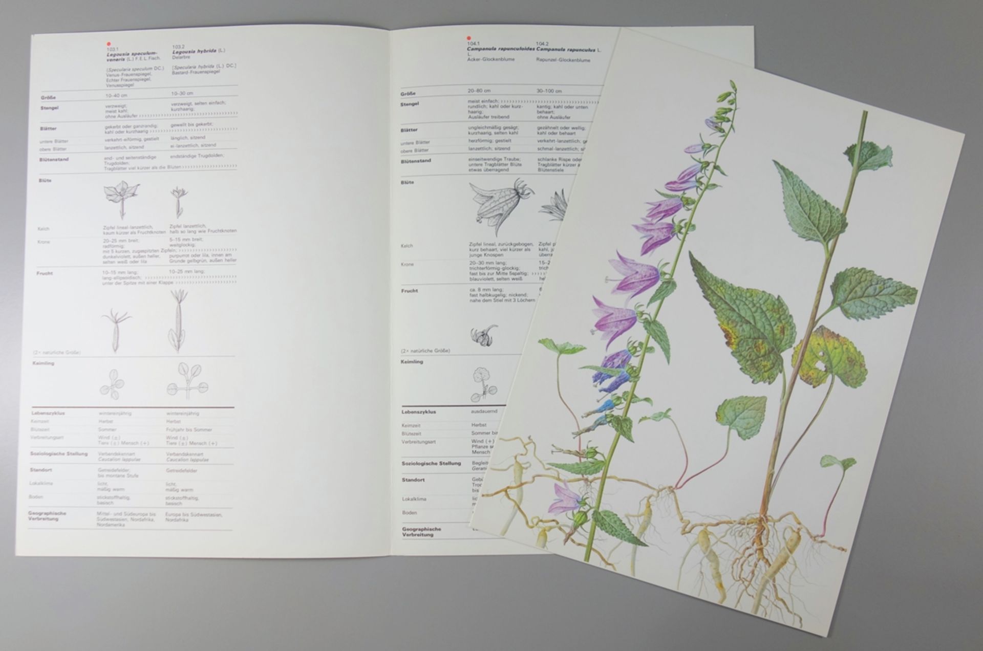 CIBA-GEiGY Unkrauttafeln, DOCUMENTA, Basel, Schweiz, 1968, synoptische Darstellung der Begleitflora - Bild 5 aus 5