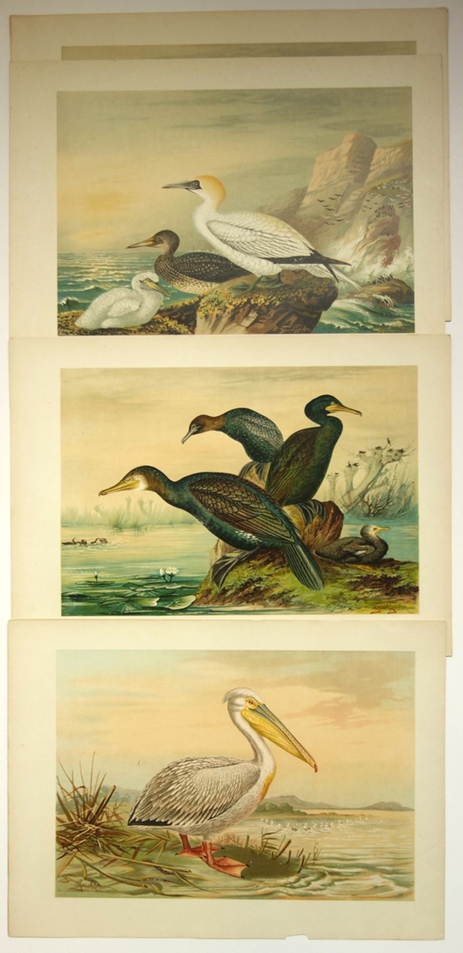 14 Farblithografien nach "Naumann - Naturgeschichte der Vögel Mitteleuropas", u - Bild 2 aus 4