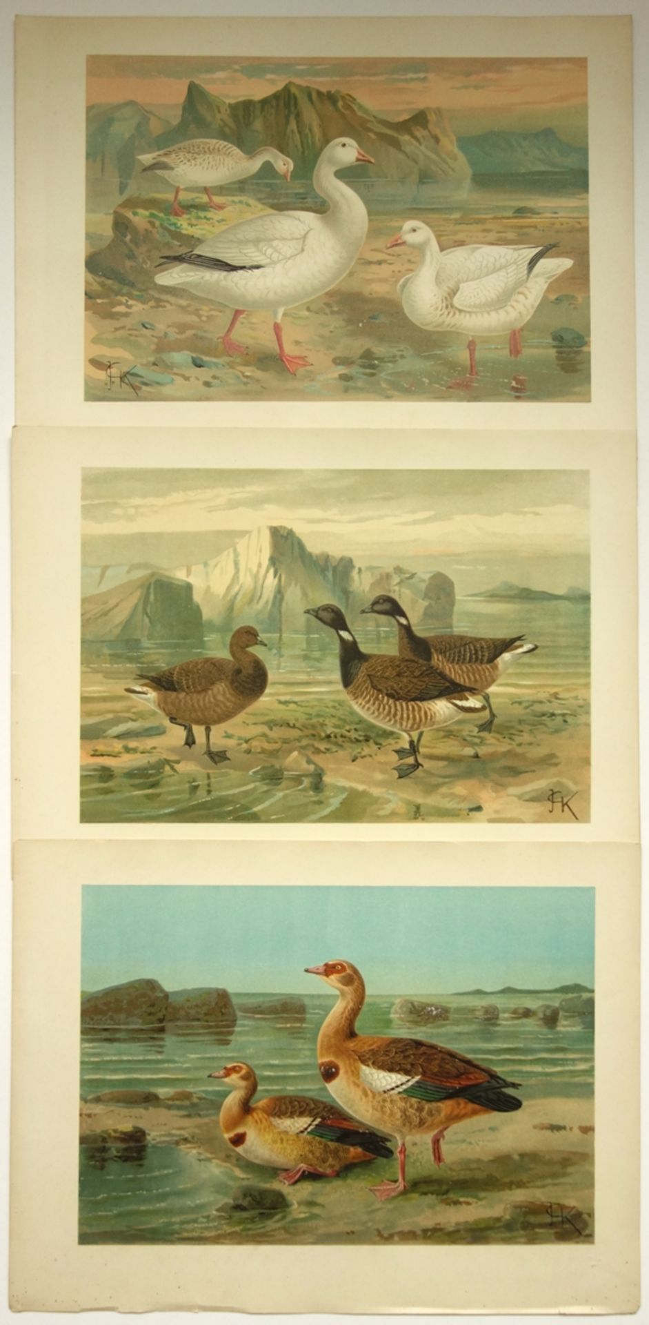 14 Farblithografien nach "Naumann - Naturgeschichte der Vögel Mitteleuropas", u - Bild 4 aus 4