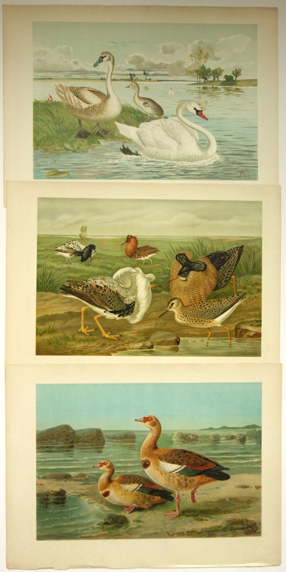 14 Farblithografien nach "Naumann - Naturgeschichte der Vögel Mitteleuropas", u - Bild 3 aus 4