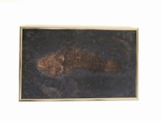 Versteinerter FischPlatte mit fossilem Fisch, gerahmt. Ganoid (Schuppenfisc