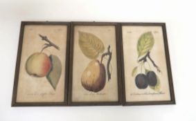 Botanische Blätter18. Jh. Drei Kupferstiche, altkol. Die Apfel-Birn, Die Markgräfin, Damascener