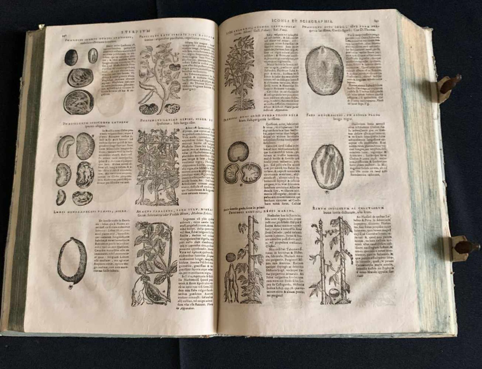 Dominique Chabrey: Stirpium sciagraphia et icones: Coloniae Allobrogum 1666. Schließen, altersgemäße - Bild 2 aus 8