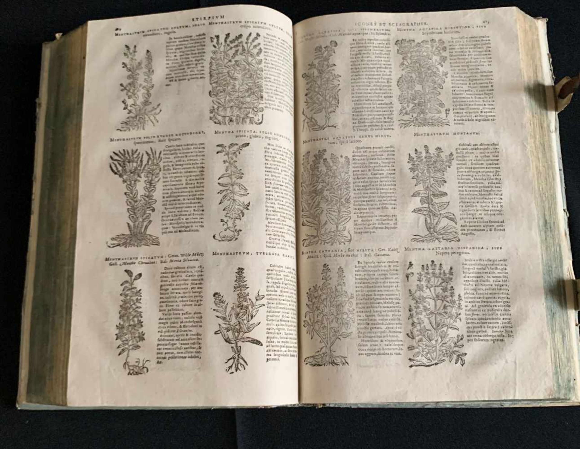 Dominique Chabrey: Stirpium sciagraphia et icones: Coloniae Allobrogum 1666. Schließen, altersgemäße - Bild 3 aus 8