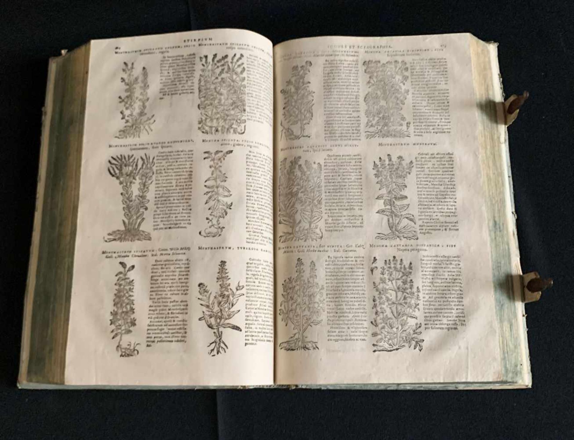 Dominique Chabrey: Stirpium sciagraphia et icones: Coloniae Allobrogum 1666. Schließen, altersgemäße - Bild 8 aus 8