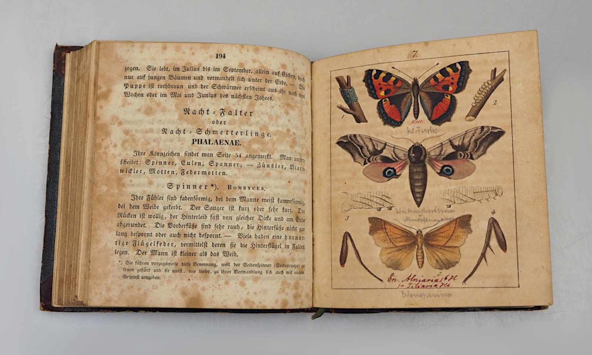 1 Buch "Anweisung, wie Schmetterlinge gefangen, ausgebreitet, geordnet, bewahrt, und wie Ihre Rau - Bild 2 aus 3