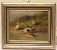 Schmedingen, Alfred (1871 - 1949). Bamberger Maler: "Enten am Flussufer". Öl/Platte,signiert, 24 x