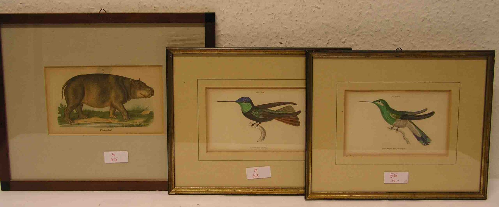 Drei kolorierte Federlithografien. Dabei: Zwei Kolibris und ein Flusspferd. 9,5 x 15 und10 x 17cm.