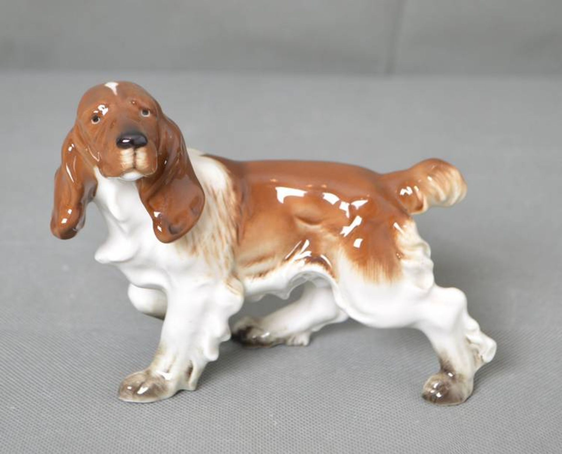 Cockerspaniel