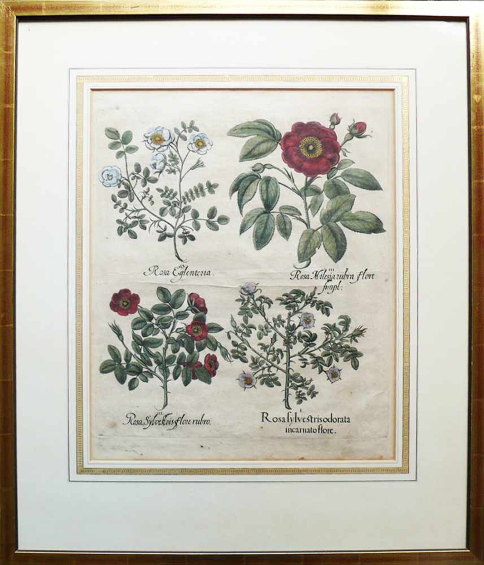 Hortus Eystettensis (Basilius Besler, 1561- 1629) - Bild 2 aus 2