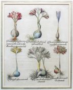 Hortus Eystettensis (Basilius Besler, 1561- 1629)