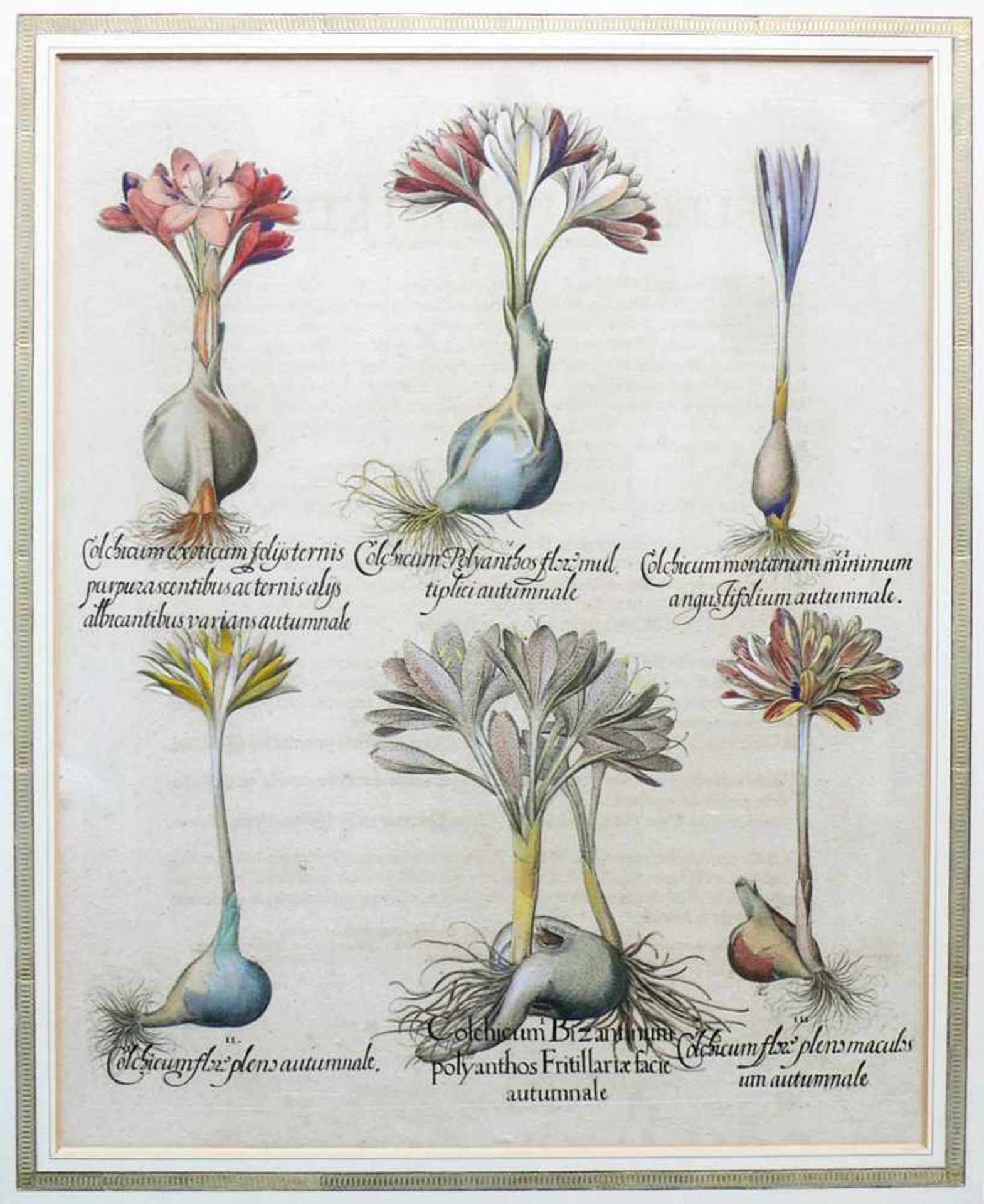 Hortus Eystettensis (Basilius Besler, 1561- 1629)