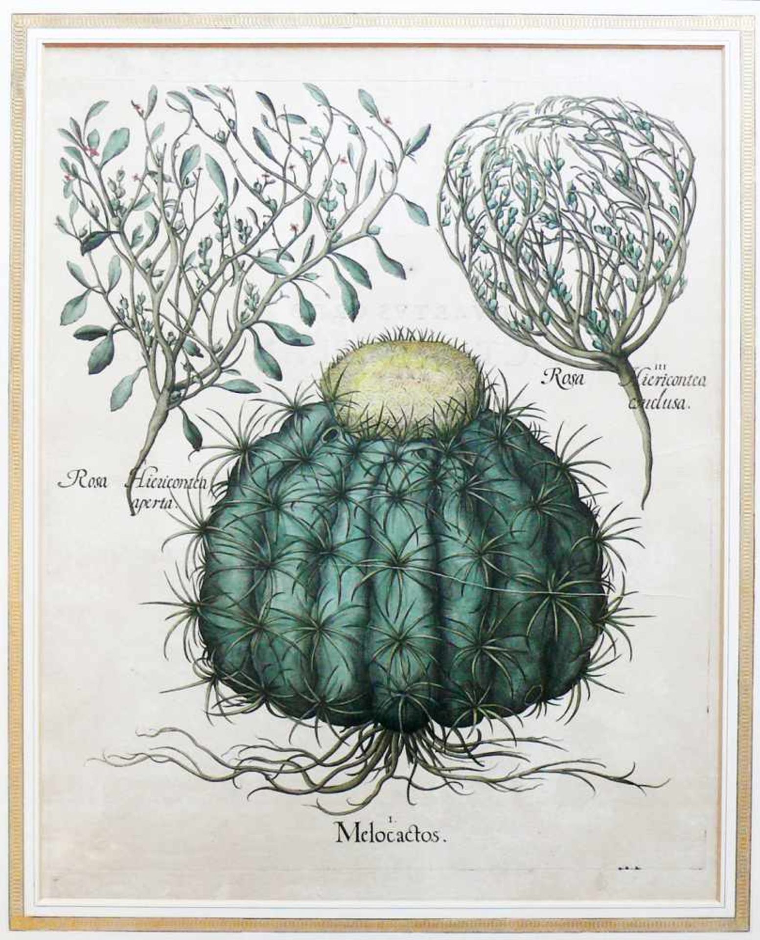 Hortus Eystettensis (Basilius Besler, 1561- 1629) - Bild 2 aus 2