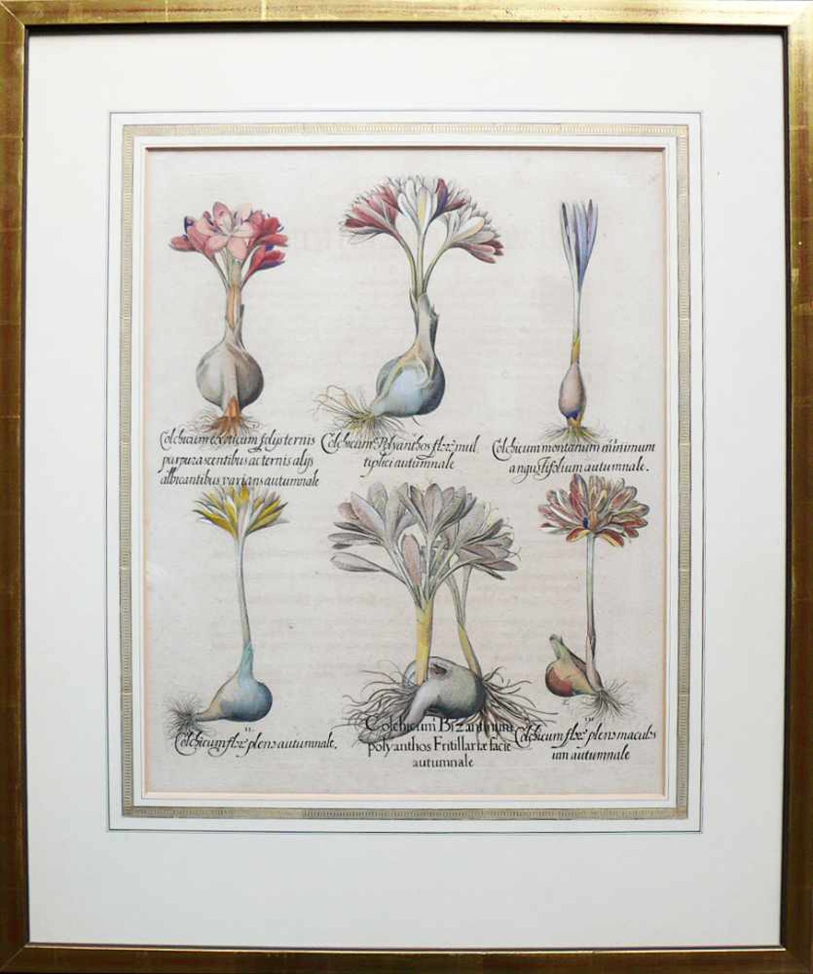 Hortus Eystettensis (Basilius Besler, 1561- 1629) - Bild 2 aus 2