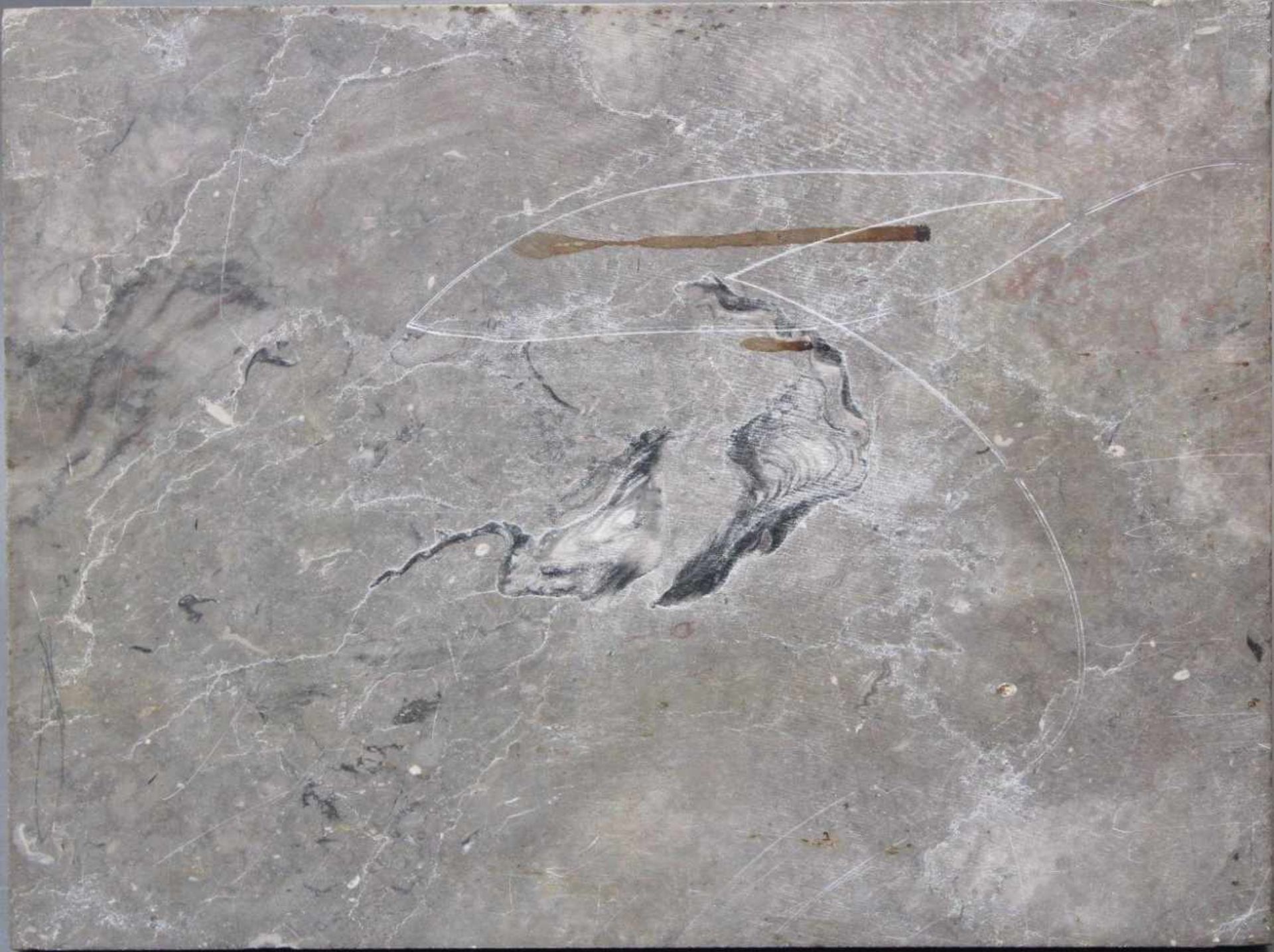 Museales Fossil eines Frosches - Bild 4 aus 4