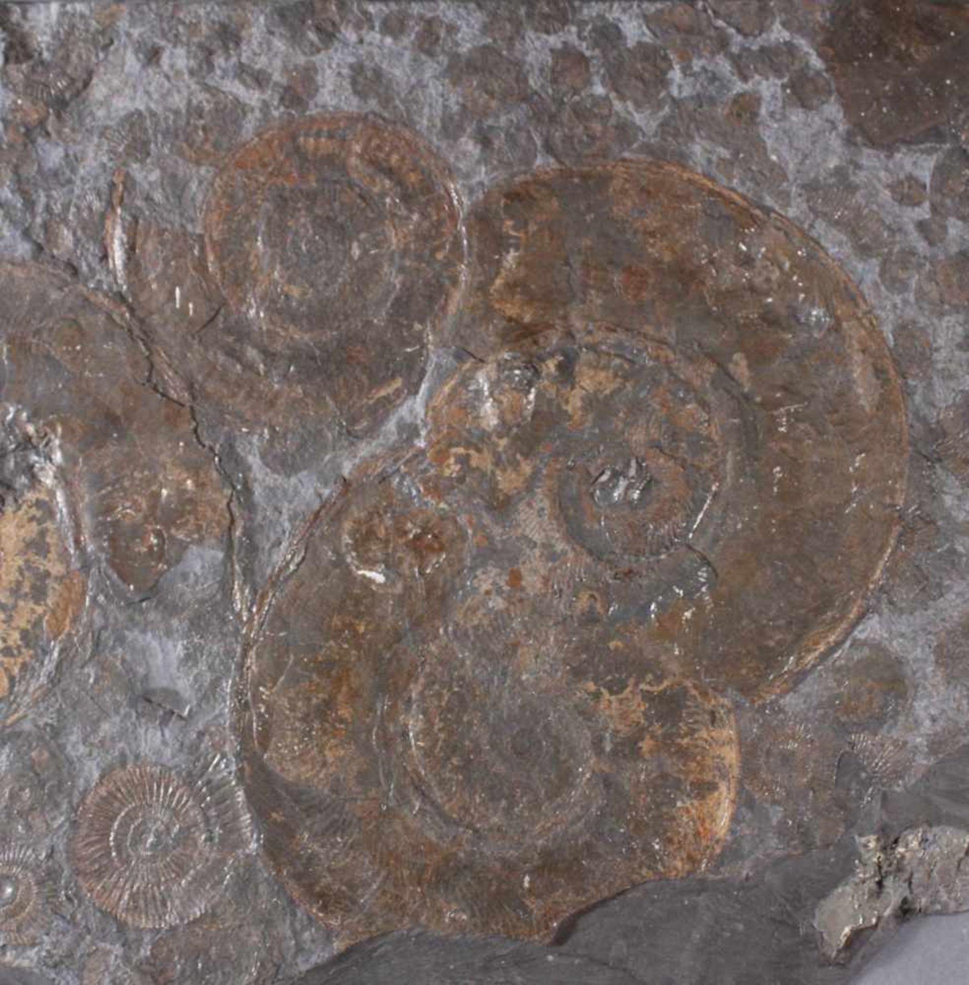 Große Schieferplatte mit Fossil "Ammoniten"< - Image 2 of 3