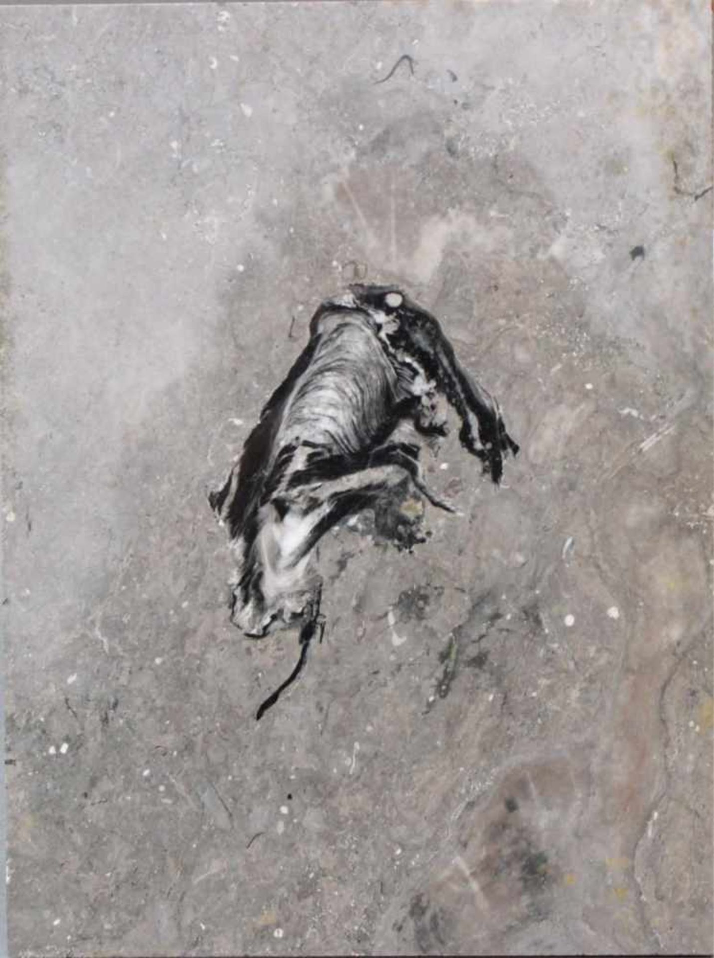 Museales Fossil eines Frosches - Bild 2 aus 4