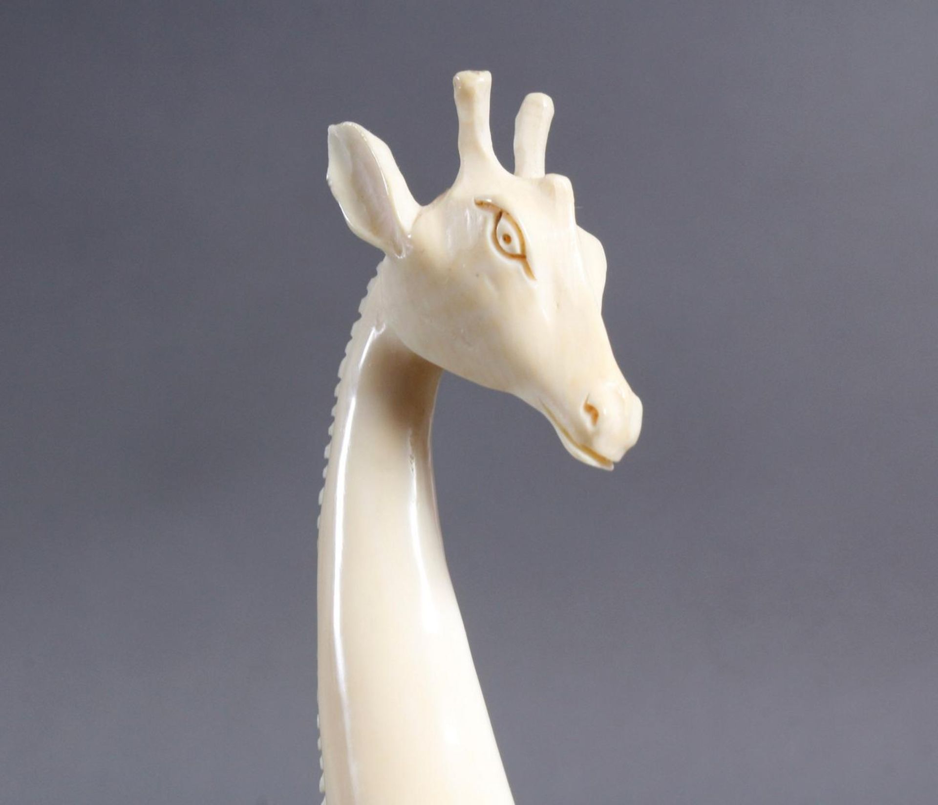 Elfenbein Giraffe, Afrika um 1930 - Image 3 of 5