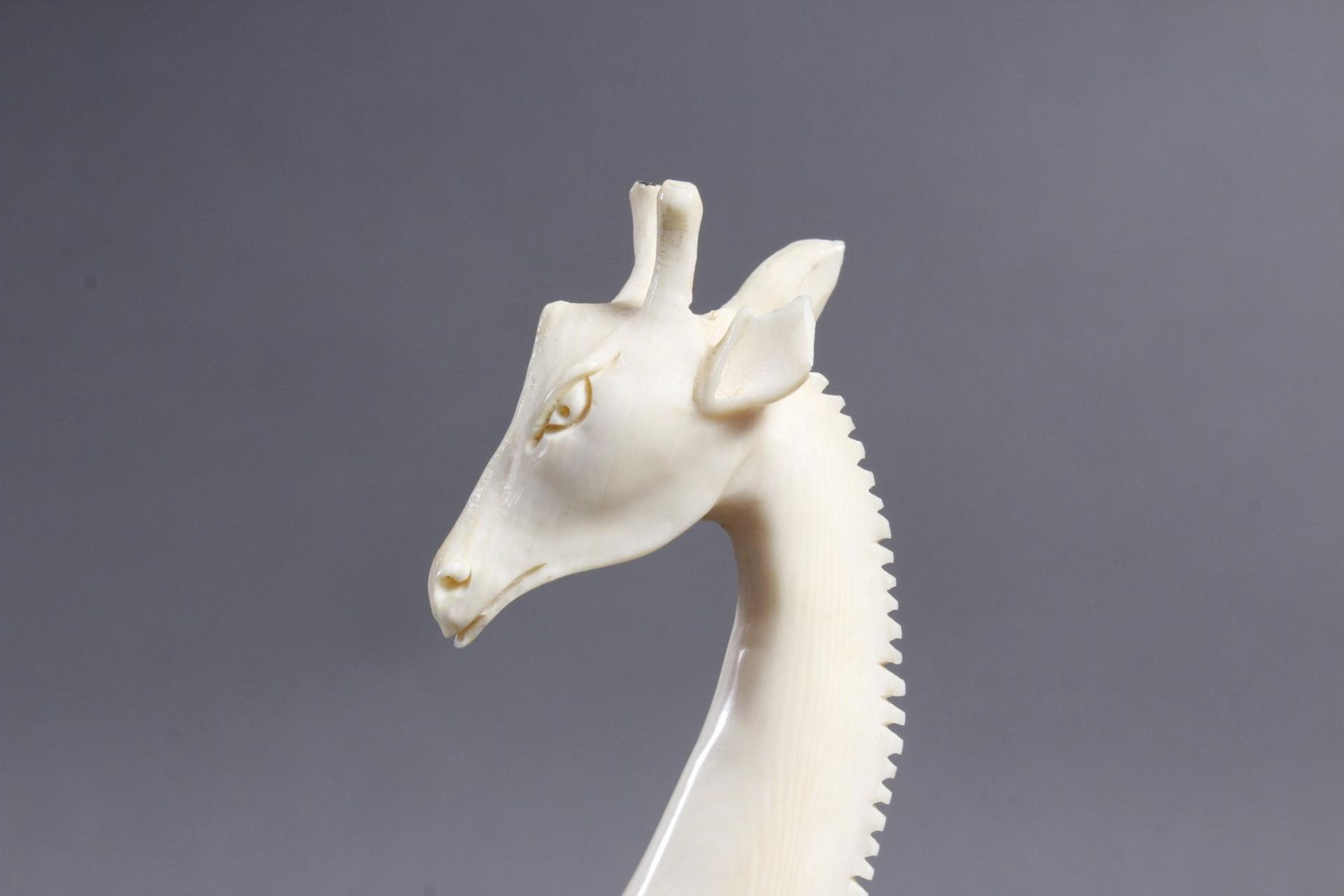 Elfenbein Giraffe, Afrika um 1930 - Image 4 of 5