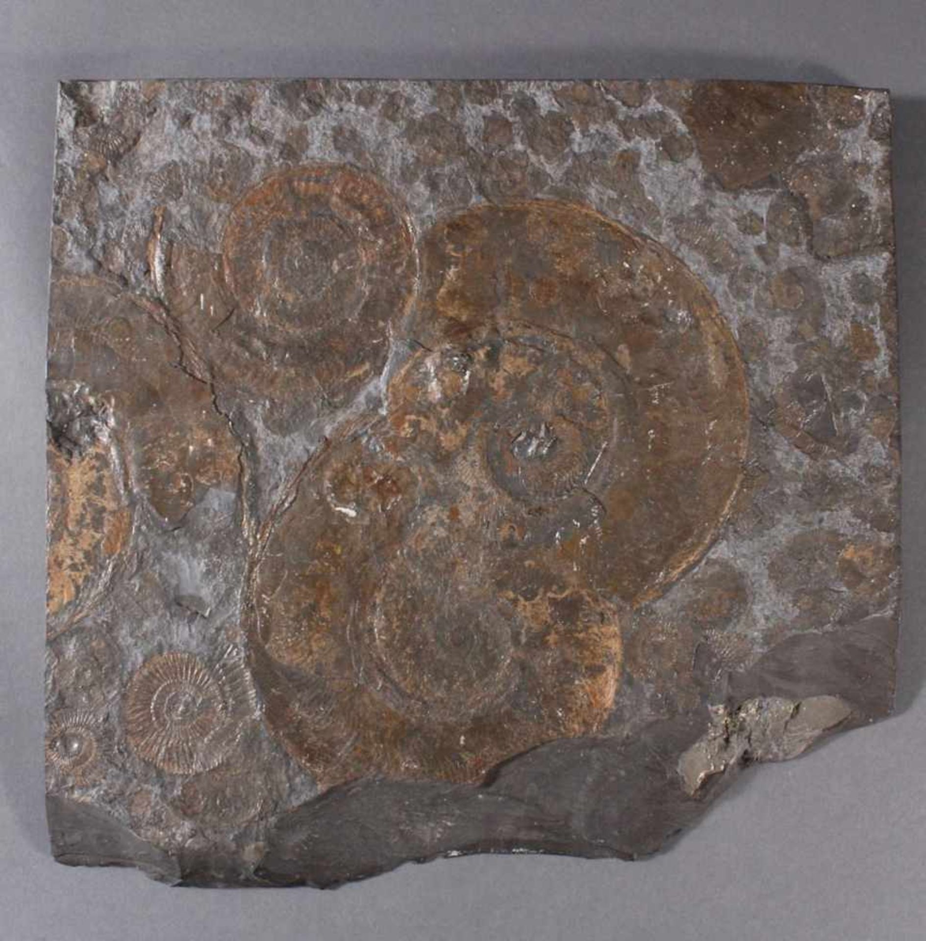 Große Schieferplatte mit Fossil "Ammoniten"<