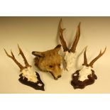 Three pairs of roe deer antlers;