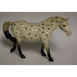 A Beswick model of an Appaloosa walking pony, black spots on a white gloss ground, 13.