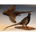 Taxidermy - a pheasant, mounted standing; another,