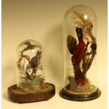 Taxidermy - a pair of Scarlet Tanager (Piranga olivacea),