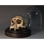 Natural History - a monkey skull, glass display dome,