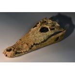 Natural History - a crocodile skull,
