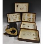Botany - a set of five mahogany museum cases of seed samples, comprehensively labelled, Scizocarps,